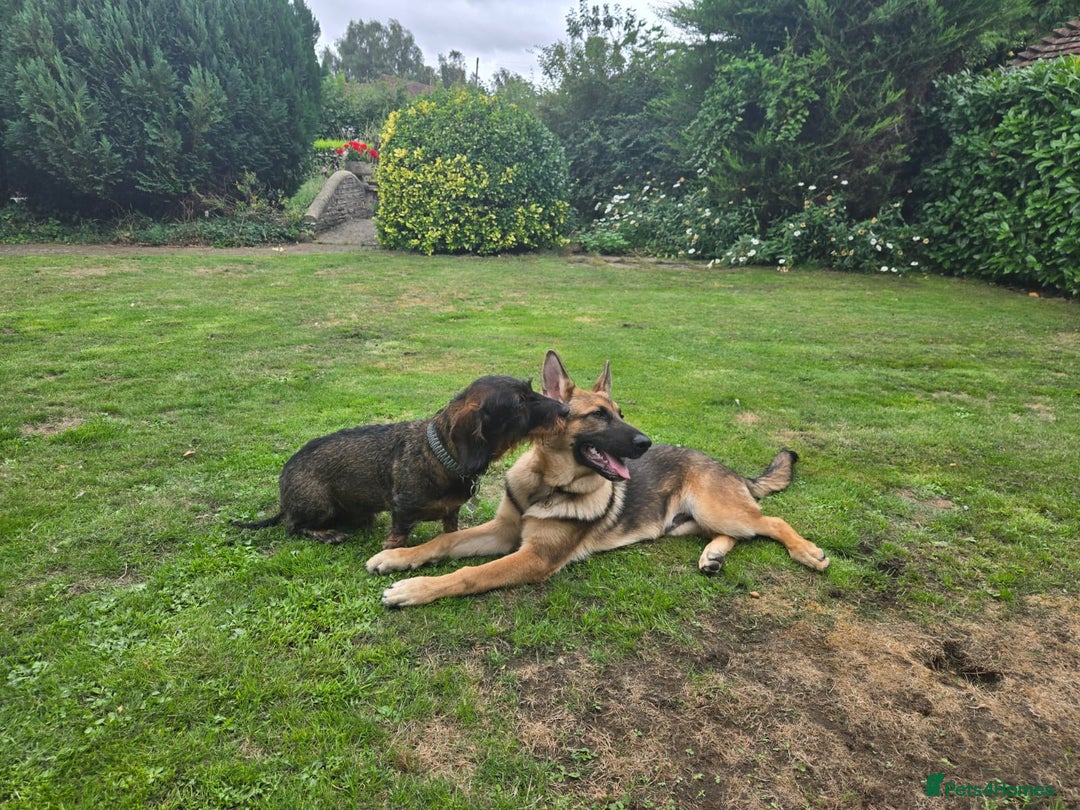 German Shepherd dogs for sale: Lovely German Shepherd named Rory - Advert 5