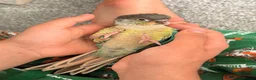Conures birds for sale: Ready Now: Hand-Reared Baby Conures - Advert 1