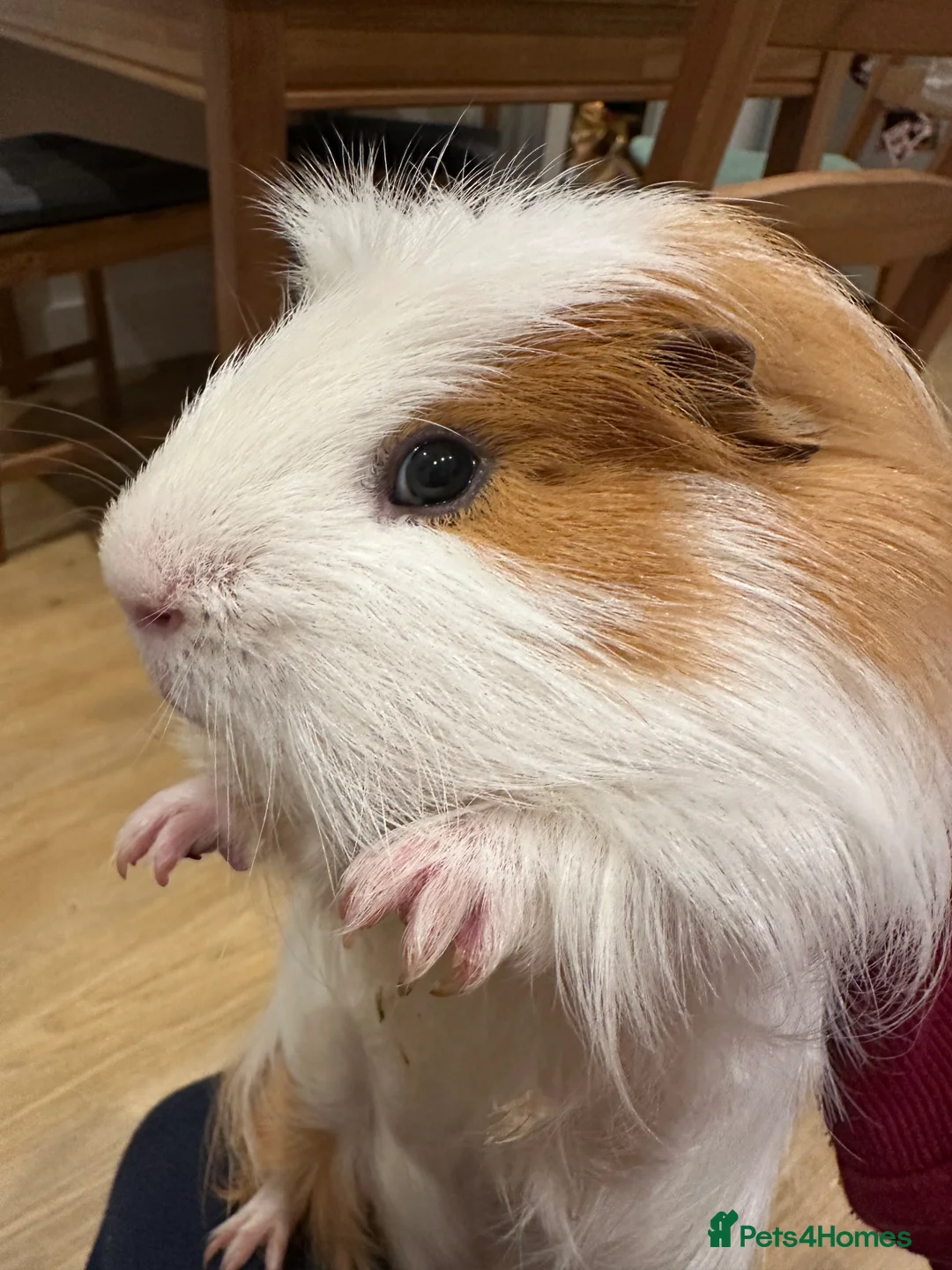 Guinea Pig rodents for sale: Guinea pigs in London - Advert 1