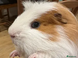 Guinea Pig rodents Guinea pigs in London - Advert 1