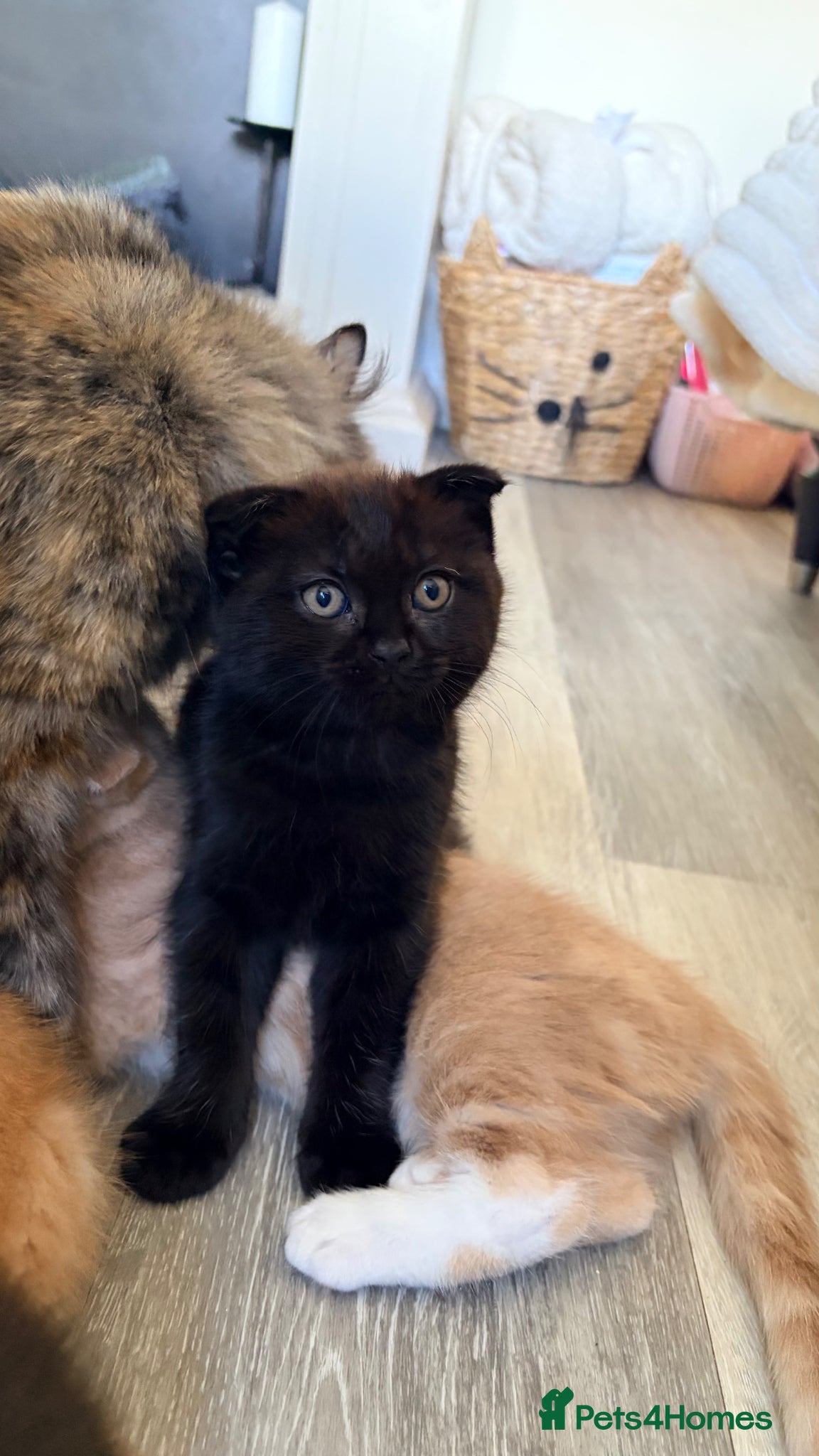 Scottish Fold cats for sale: Scottish fold, Maine coon x in Newmarket - Advert 10
