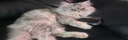 Persian cats for sale: Persian kittens  - Advert 16
