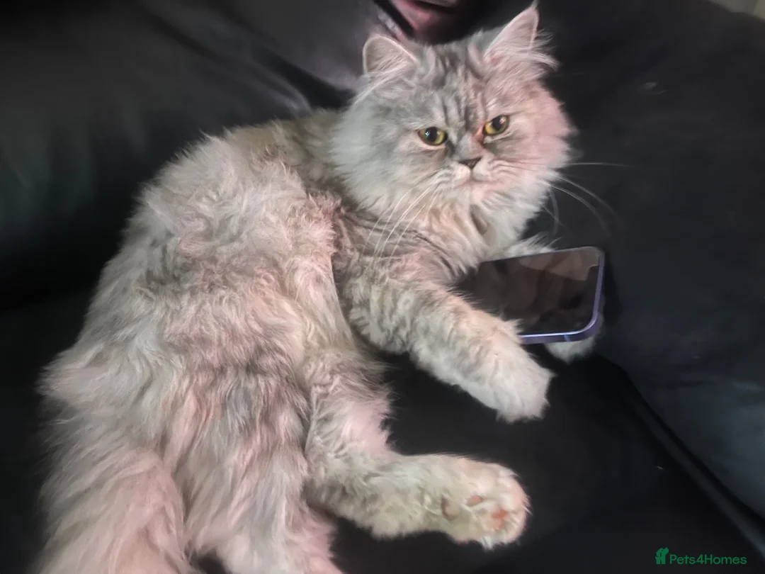 Persian cats for sale: Persian kittens  - Advert 16