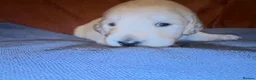 Golden Retriever dogs for sale: KC Golden retriever pups, fame & champion lines - Advert 28