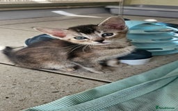 Abyssinian cats for sale: Abyssinian and Bengal x kittens 😻 - Image 35
