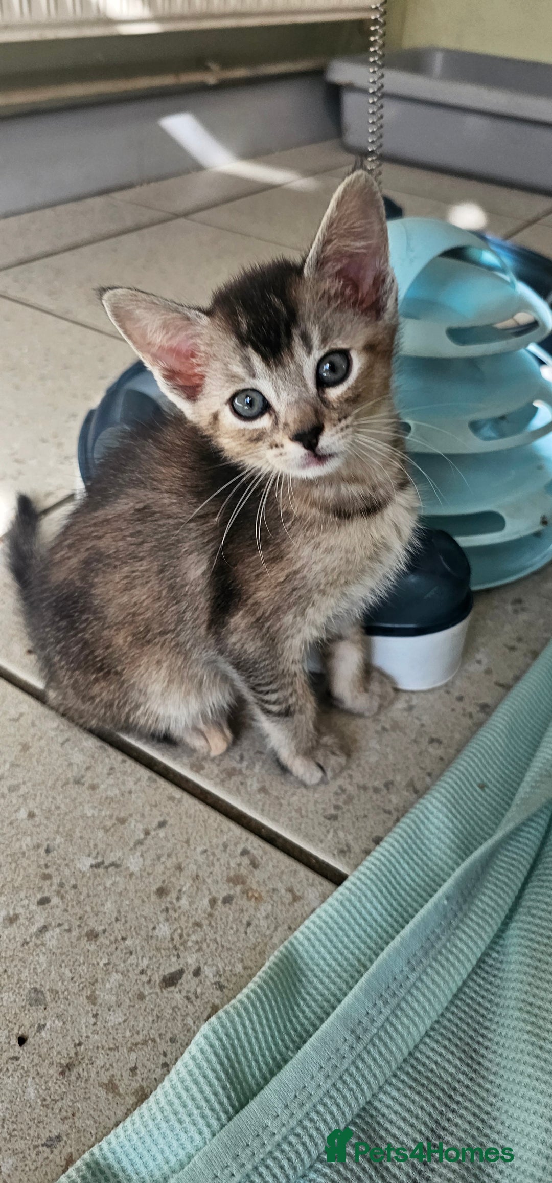 Abyssinian cats for sale: Abyssinian and Bengal x kittens 😻 - Image 35