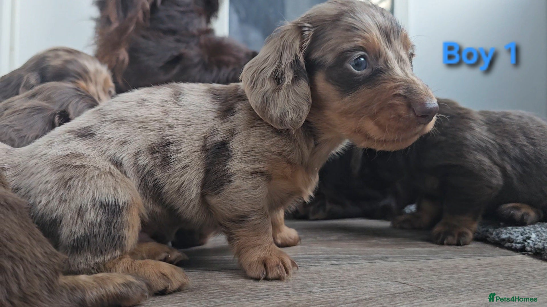 Miniature Dachshund dogs Miniature Dachshund Long Haired  - Advert 5