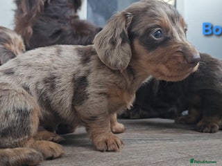 Miniature Dachshund dogs Miniature Dachshund Long Haired - Advert 5