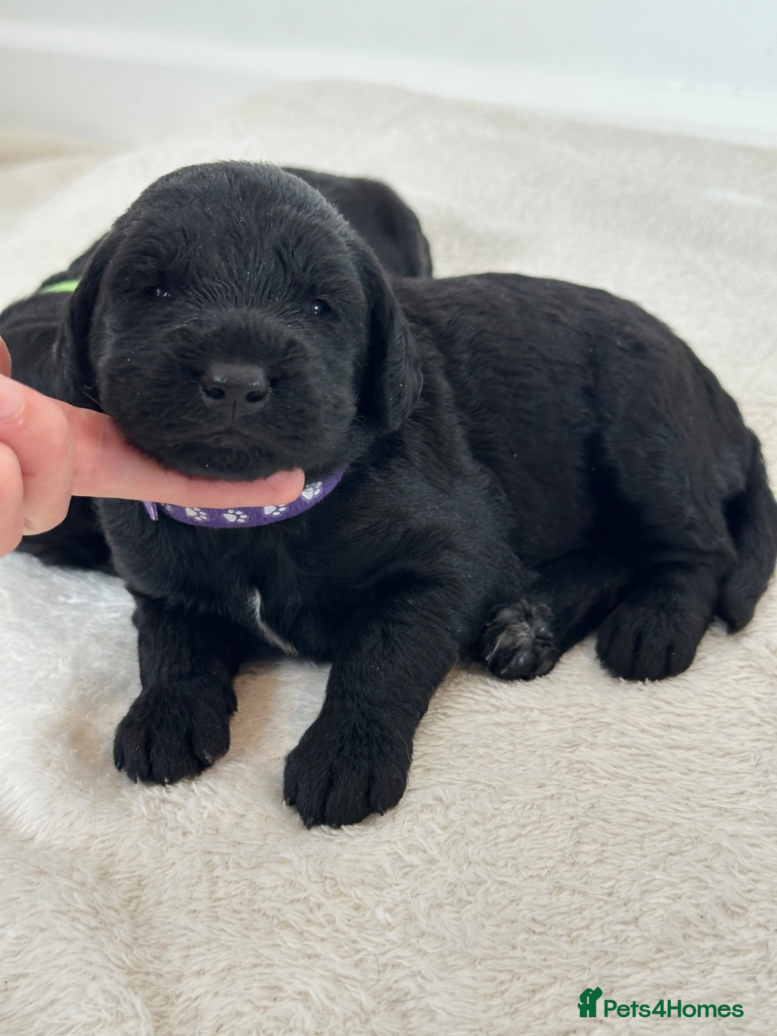 Labradoodle dogs Extensively Health Tested F1 Miniature Labradoodle - Advert 1