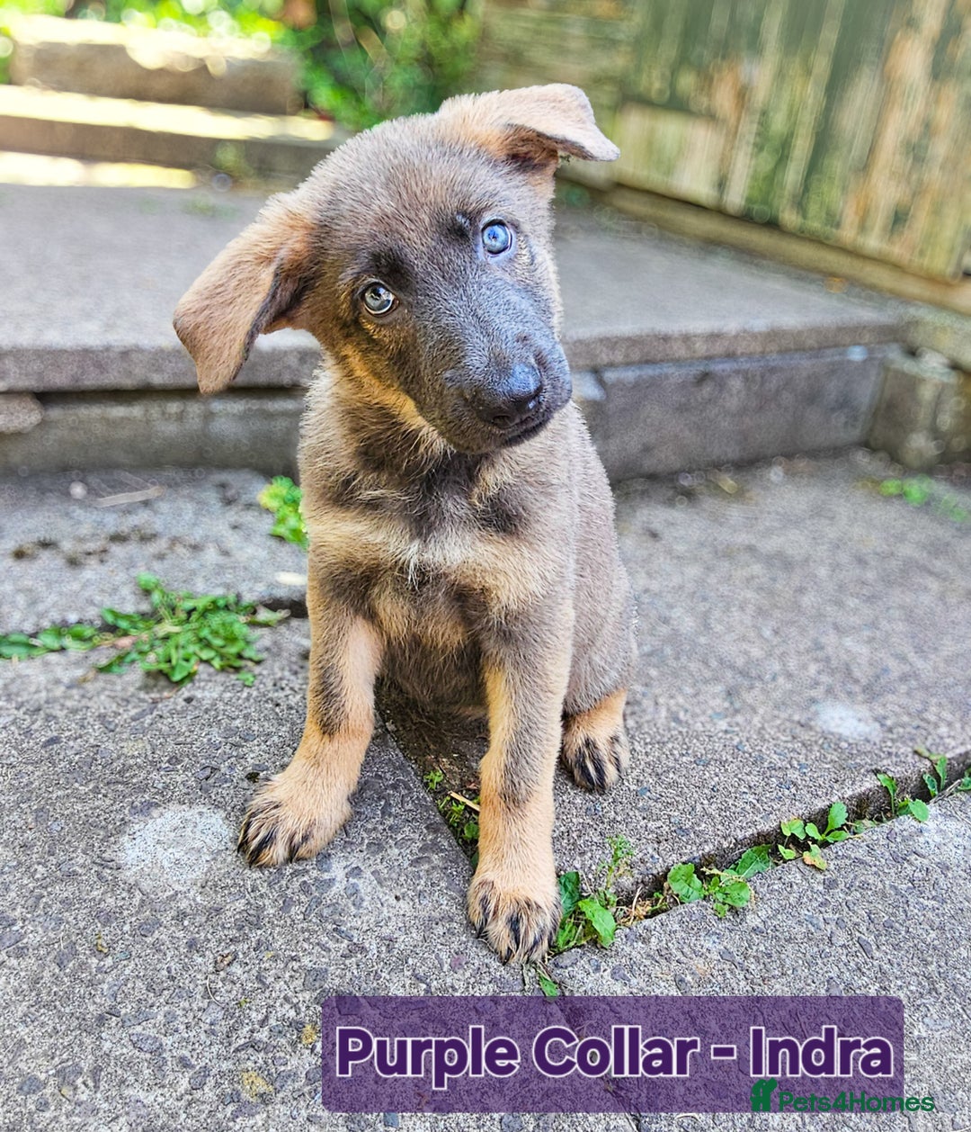 German Shepherd dogs for sale: 🔹️beautiful purebred straight back KC gsp's🔹️ - Image 14