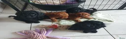Mixed Breed dogs for sale: Labradoodle x Sproodle - Advert 4