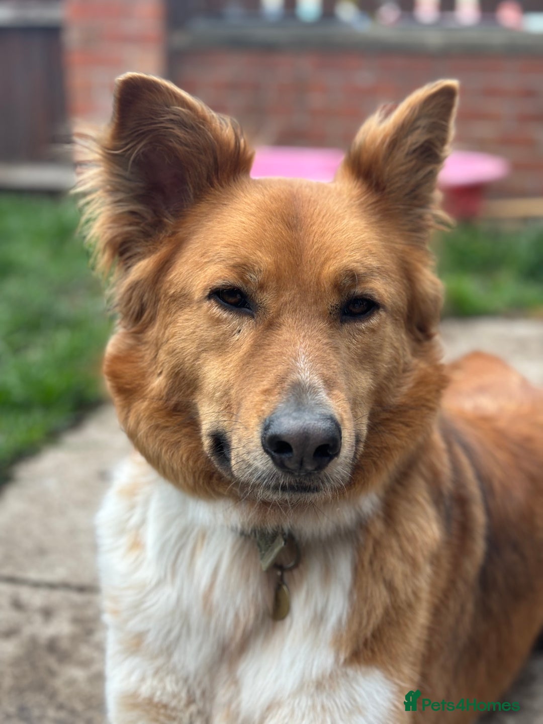 Canaan Dog dogs for sale: Roo - Canaan Dog Mix - Image 3