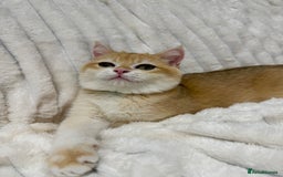 British Shorthair cats for sale: 🔥Exceptional GCCF pedigree golden BSH - Image 6