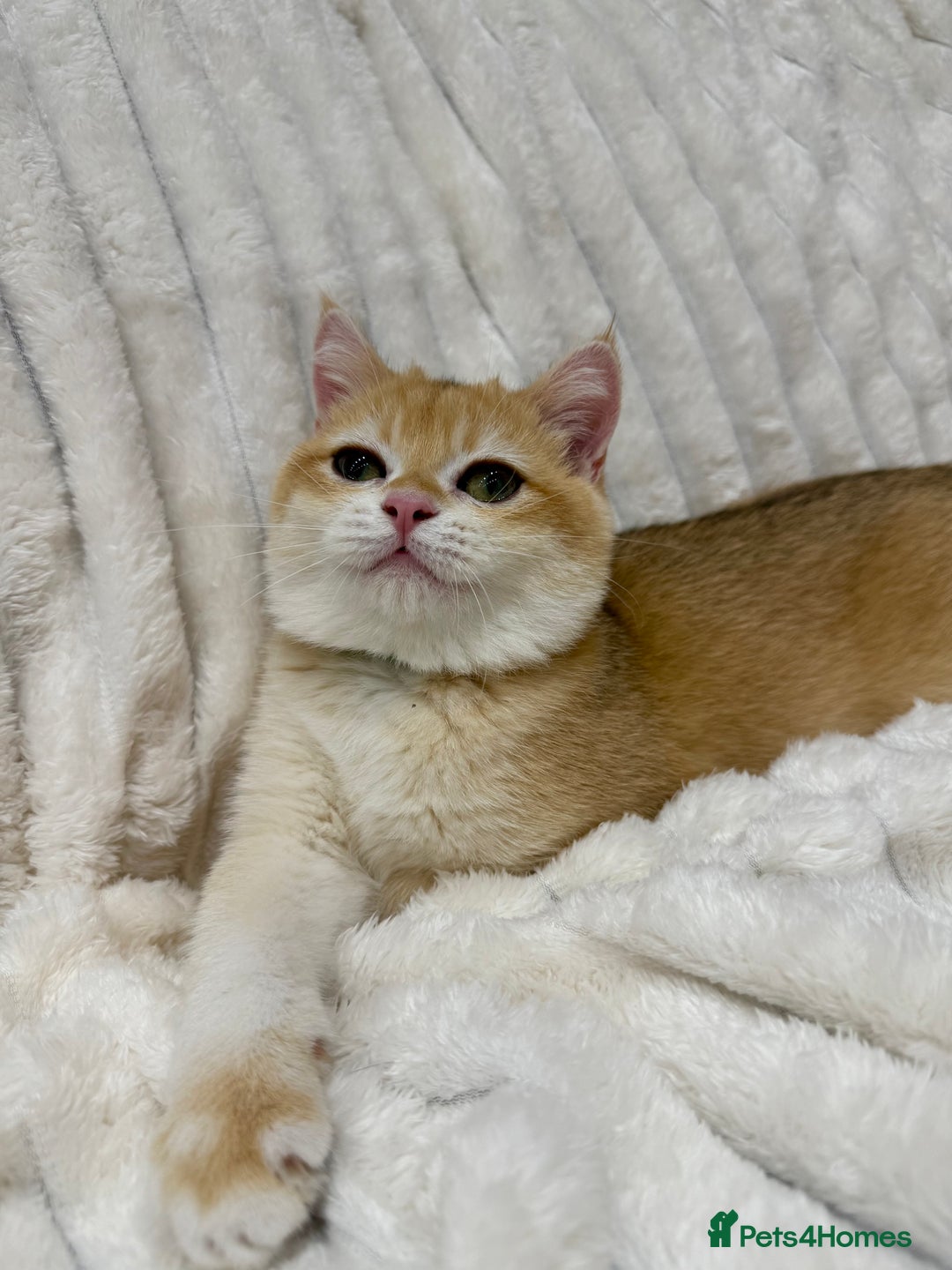 British Shorthair cats for sale: 🔥Exceptional GCCF pedigree golden BSH - Image 6