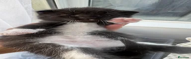 Mixed Breed 1