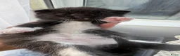 Mixed Breed dogs for sale: Kittens - Advert 8