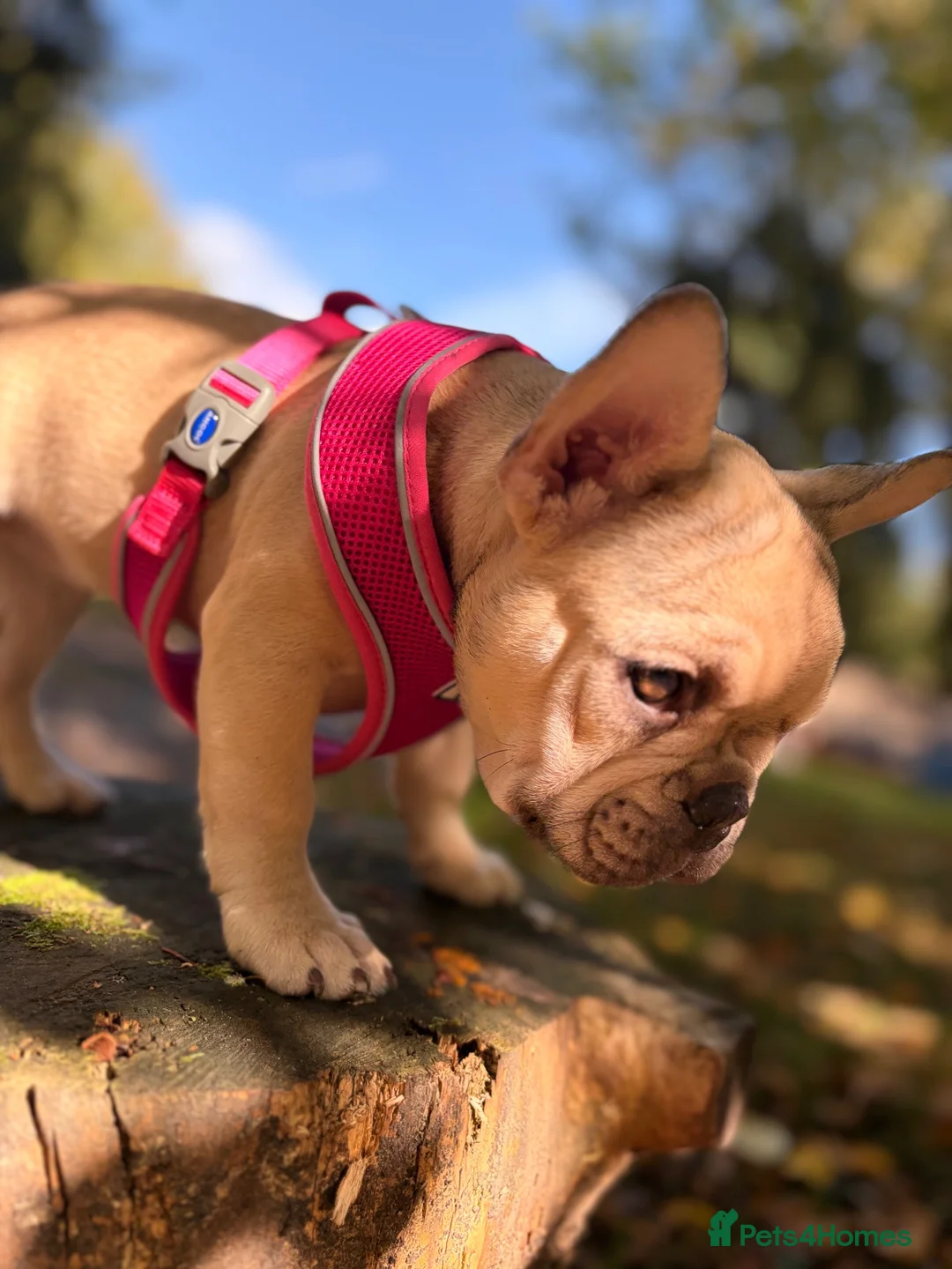 French Bulldog dogs for sale: 🩷💙Fully vaccinated KC registered pups 🐾 - Advert 2
