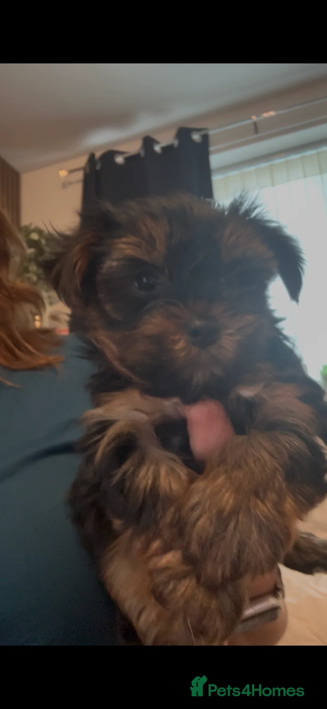 Yorkshire Terrier dogs for sale: Yorkshire terrier puppy's for sale  - Advert 2