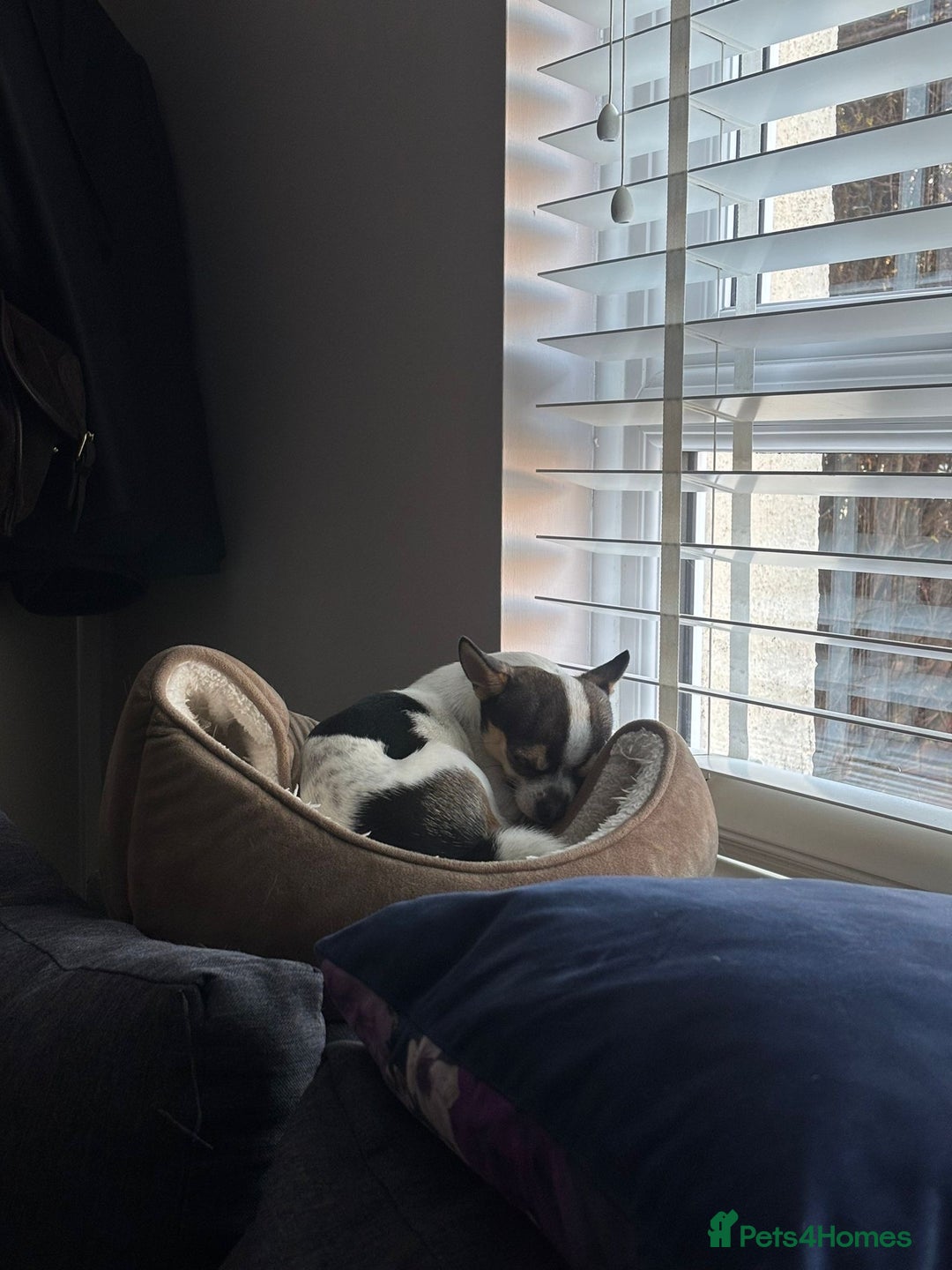 Chihuahua dogs for stud: Charming Male Chihuahua Available for Stud! - Advert 2