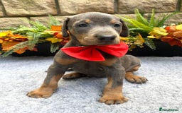 Dobermann dogs for sale: DOBERMAN PUPPIES (BOTH KC HEALTH TESTED PARENTS) - Image 1