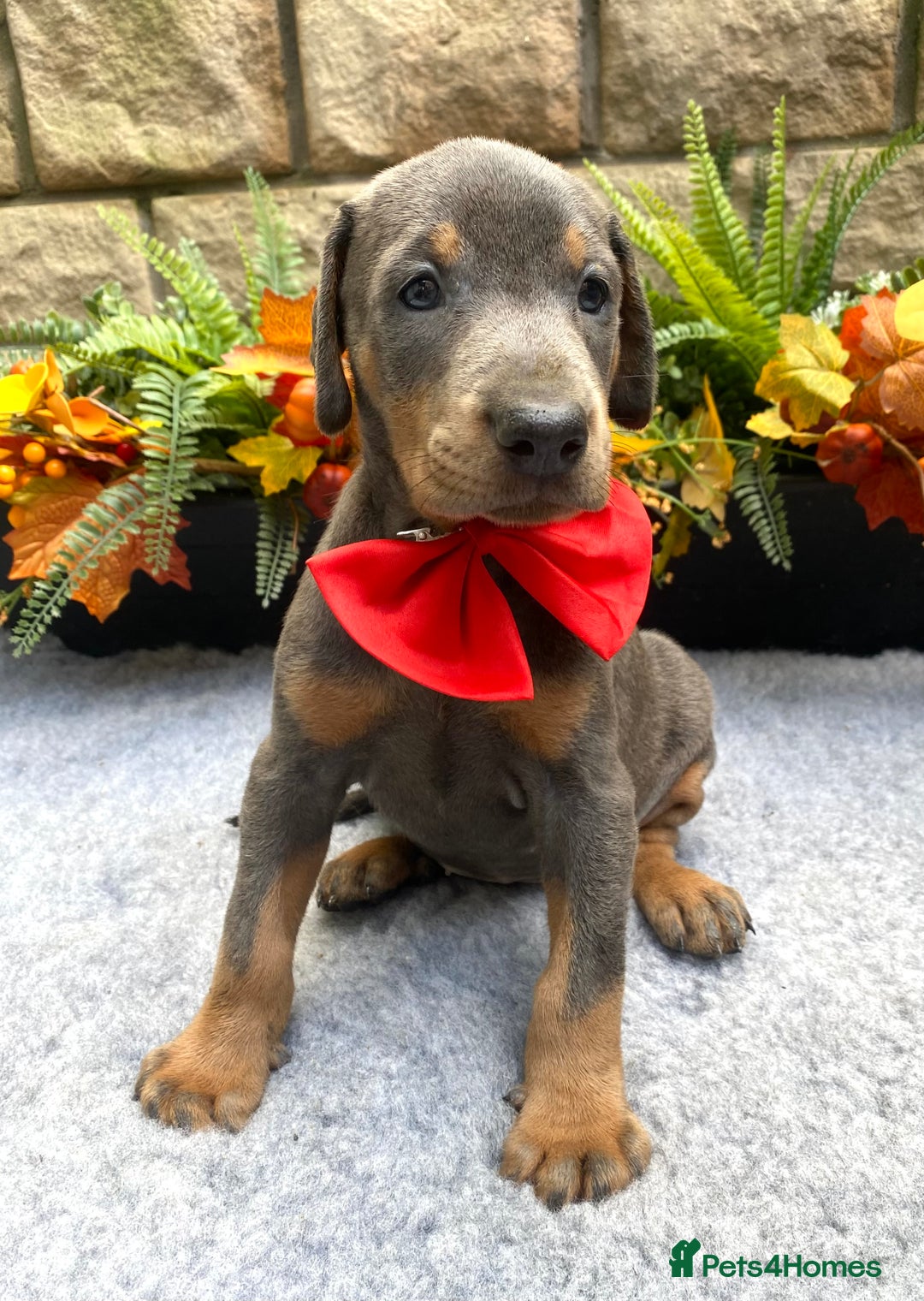 Dobermann dogs for sale: DOBERMAN PUPPIES (BOTH KC HEALTH TESTED PARENTS) - Image 1