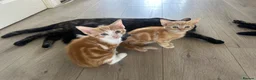 Mixed Breed cats for sale: GORGEOUS KITTENS  - Advert 13