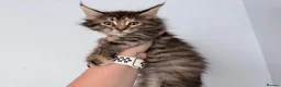 Maine Coon cats for sale: Stunning Maine coon kitten  - Advert 3