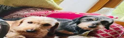 Miniature Dachshund dogs for sale: Miniature Wirehaired Dachshund Puppies  - Advert 9