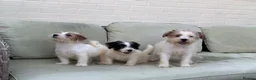 Jack Russell dogs for sale: 3 male Jack Russell puppies  - Advert 5