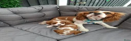 Cavalier King Charles Spaniel dogs for sale: 2 cavalier king charles - Advert 7