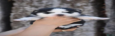 Pomsky 2