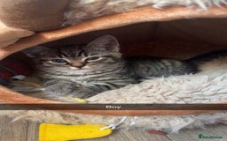 Mixed Breed cats for sale: 5 Beautiful kittens - Image 4