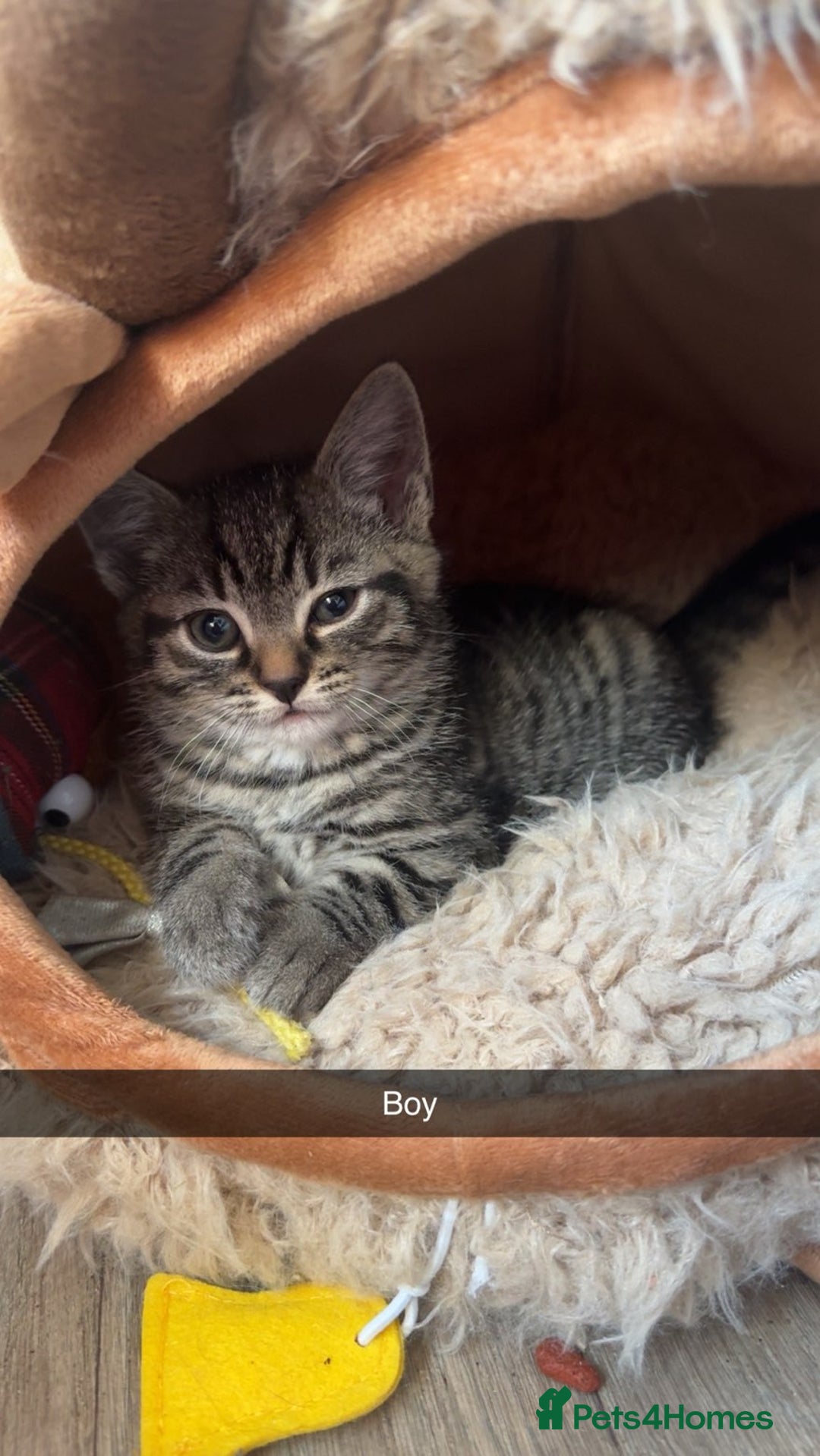 Mixed Breed cats for sale: 5 Beautiful kittens - Image 4