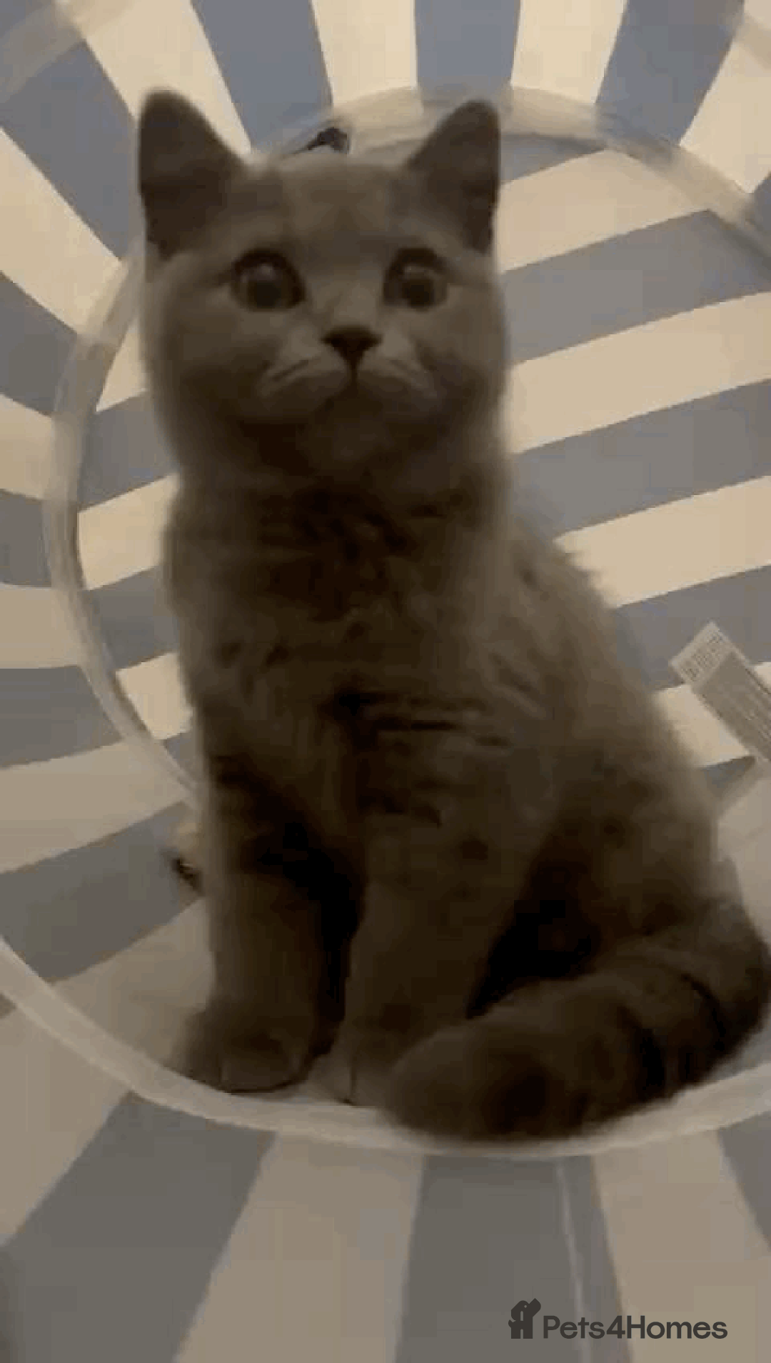 British Shorthair cats for sale: Adorable kittens - Image 12