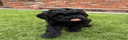 Australian Labradoodle dogs for sale: Multigenerational Australian Labradoodle Puppies - Advert 2