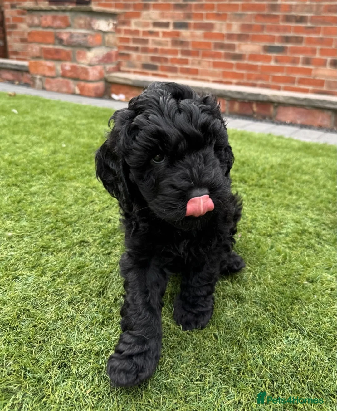 Australian Labradoodle dogs for sale: Multigenerational Australian Labradoodle Puppies - Advert 2