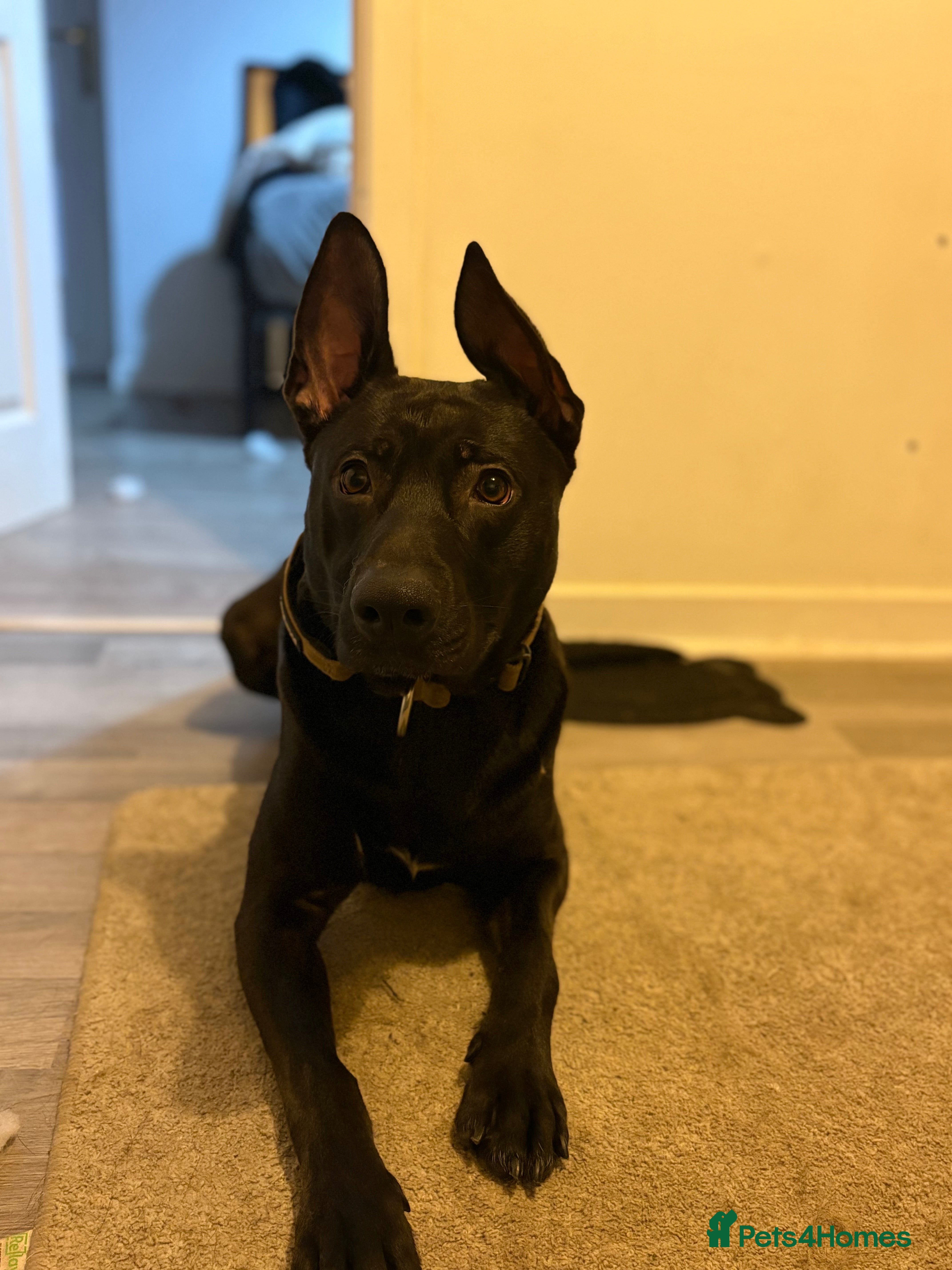 Mixed Breed dogs Paddy  - Advert 1