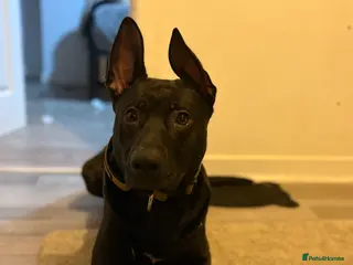 Mixed Breed dogs Paddy - Advert 1