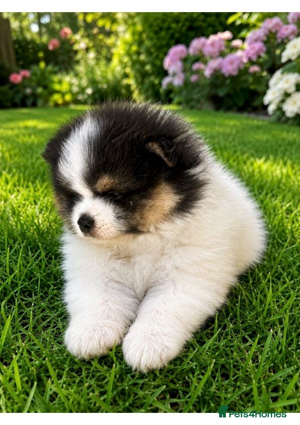 Pomeranian dogs Stunning KC Registered Small Pomeranian Puppies - Advert 9