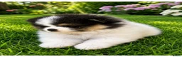 Pomeranian dogs for sale: Stunning KC Registered Small Pomeranian Puppies - Advert 6