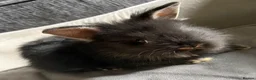 Lionhead rabbits for sale: Pure Bred Double Maned Lionhead babies   - Advert 10