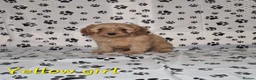 Cavapoo dogs for sale: Dna Health Tested F1 Cavapoo puppies - Advert 22