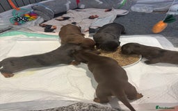Miniature Dachshund dogs for sale: KC miniature Daschunds    - Image 16