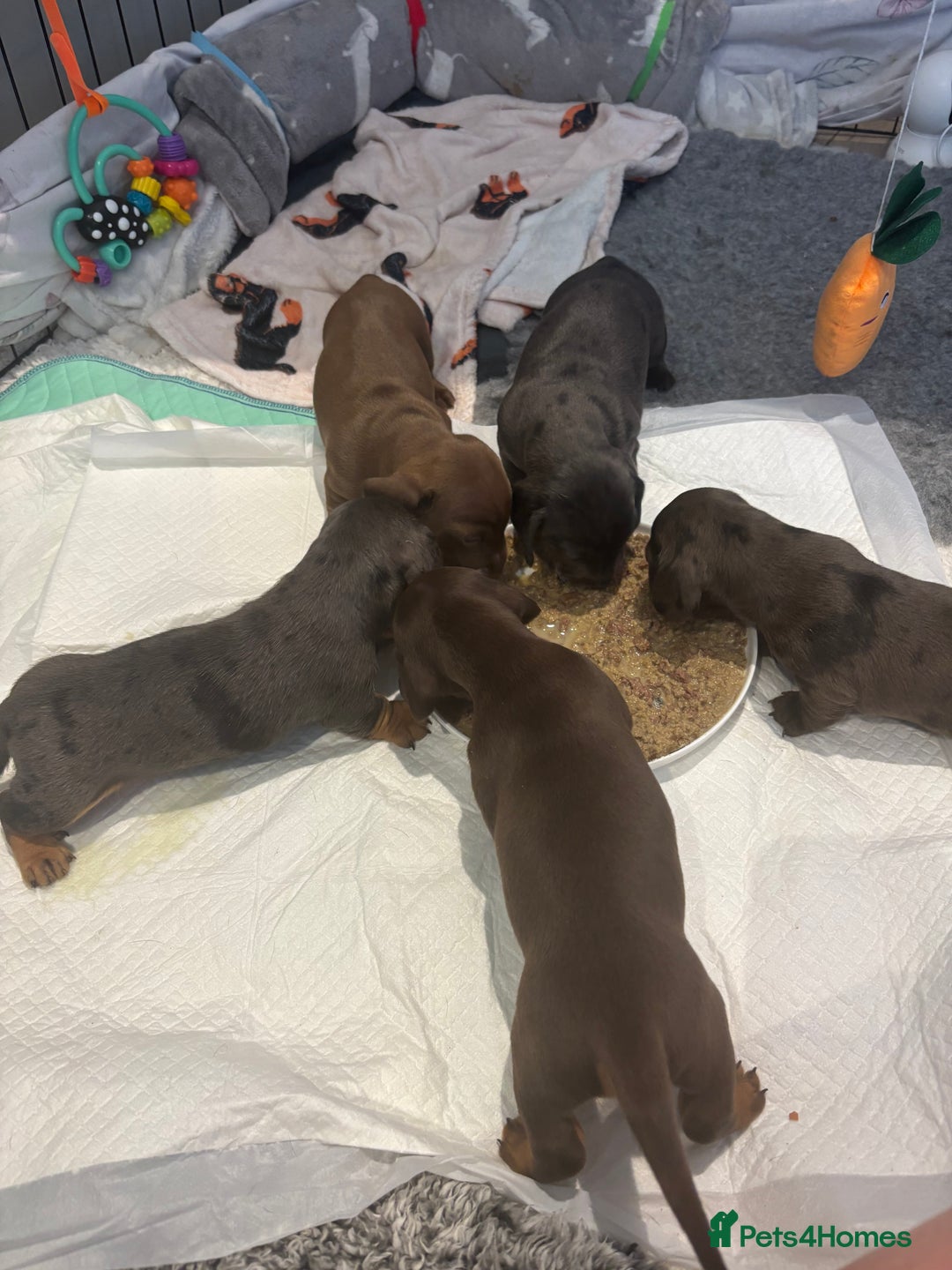 Miniature Dachshund dogs for sale: KC miniature Daschunds    - Image 16