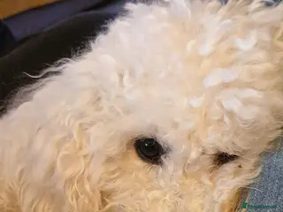 Miniature Poodle dogs Well PROVEN STUD Archie Minature Poodle in Chard - Advert 12