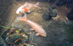 Koi Carp fish for sale: 2 koi Carp for sale  - Image 2