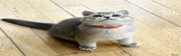 British Shorthair cats for sale: A Girl Available- GCCF/TICA British Shorthair  - Advert 1
