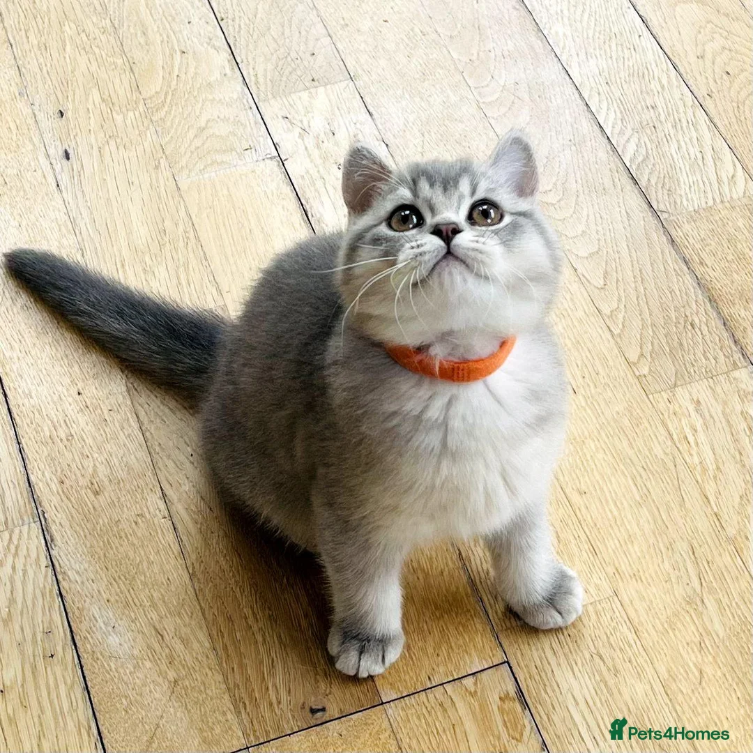 British Shorthair cats for sale: A Girl Available- GCCF/TICA British Shorthair  - Advert 1