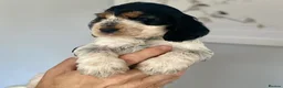 Cocker Spaniel dogs for sale: Cocker Spaniel Show Type - Advert 2