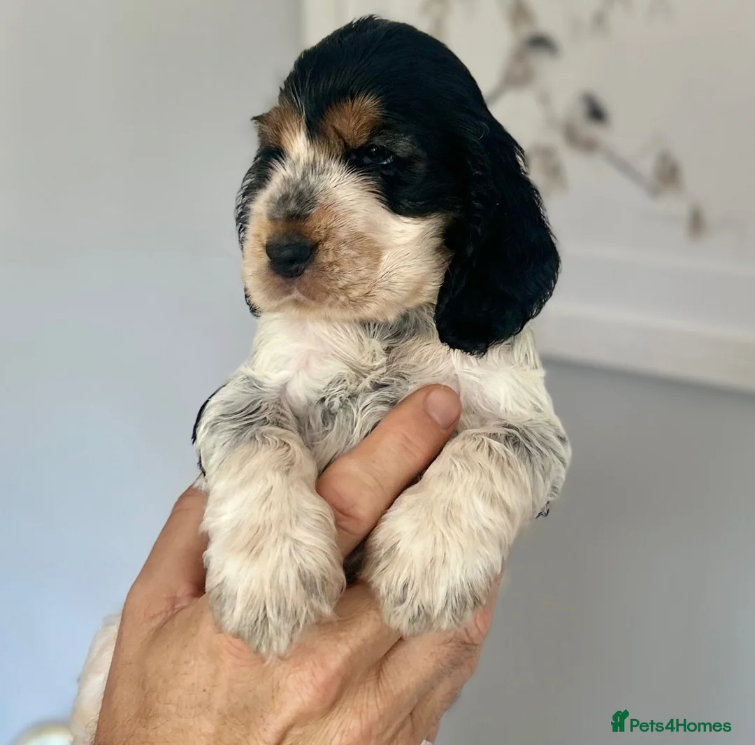 Cocker Spaniel dogs for sale: Cocker Spaniel Show Type - Advert 2